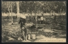 Filename=VIETNAM_Suzannah_The_Rubber_Tree_Plantation_SaignDe_des_hDvDas_de_quatre_ans.jpg
Filesize=49KiB
Dimensions=436x286
Date added=Dec 07, 2006 VIETNAM_Suzannah_The_Rubber_Tree_Plantation_SaignDe_des_hDvDas_de_quatre_ans.jpg